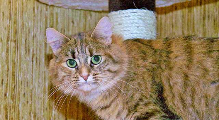 Adoptez un chat