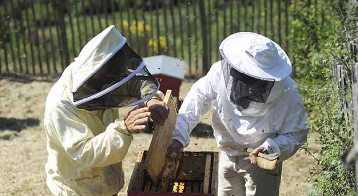 Des volailles et des abeilles