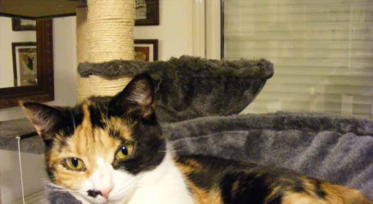 Chats des rues 63 : 800 chats recueillis en 4 ans