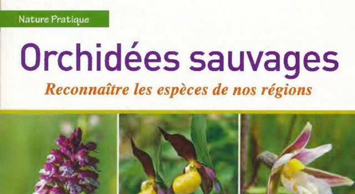 Tout savoir sur « Les plantes sauvages » - Info Clermont Métropole