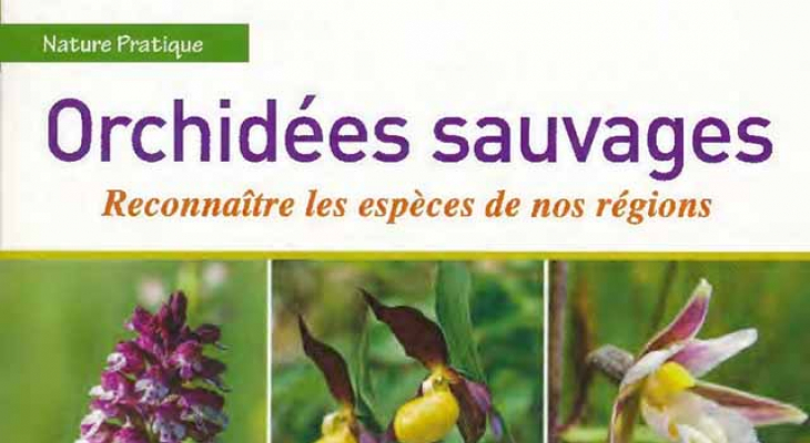 Découvrir les orchidées sauvages