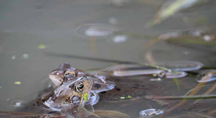 Le réveil amoureux des grenouilles