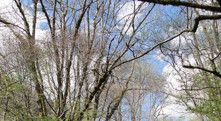 Aidez à protéger la forêt auvergnate