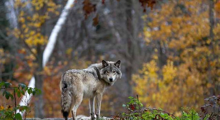 Pour anticiper le retour du loup