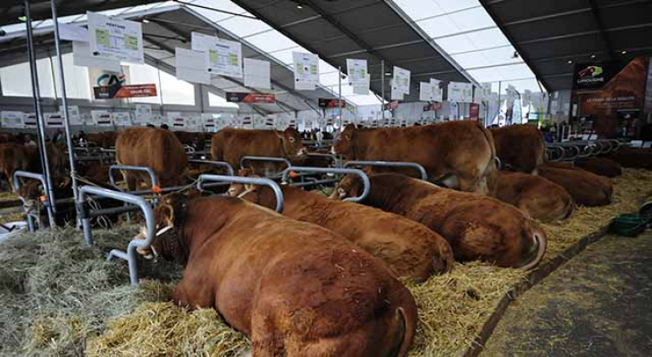 Un plan pour la filière bovine