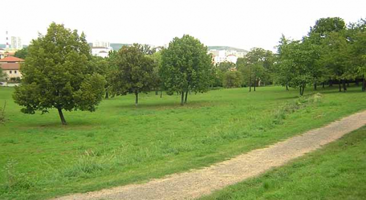 L’arbre sous toutes ses formes