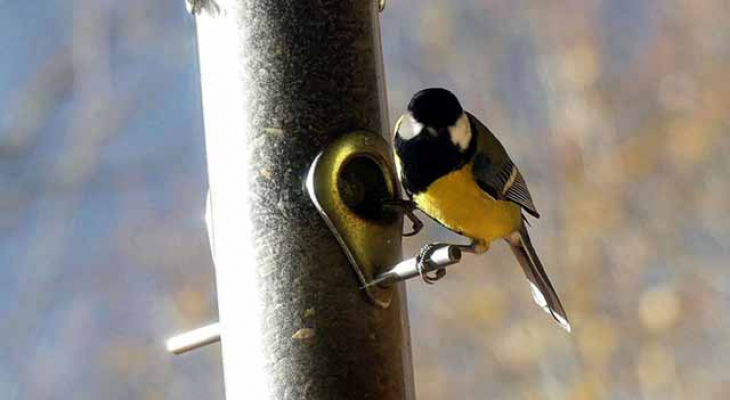 Les oiseaux des jardins se dévoilent