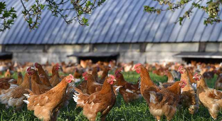 Poulet bio : le marché se remplume