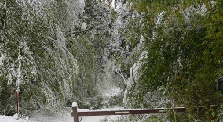 La forêt de la Comté fermée au public