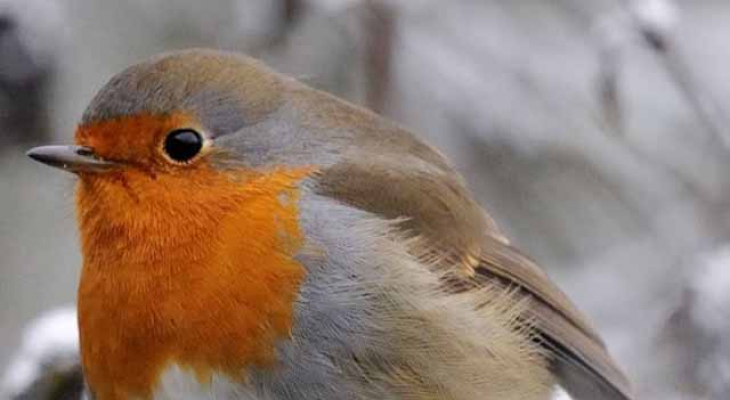 Aidez à compter les oiseaux !