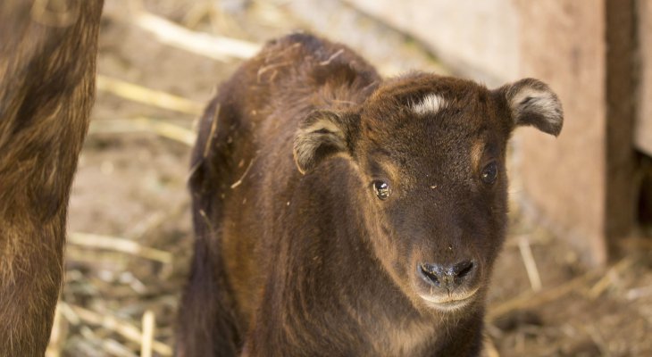 Un bébé takin est né en Auvergne