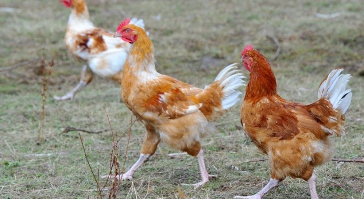 Un poulet fermier d'Auvergne de compétition