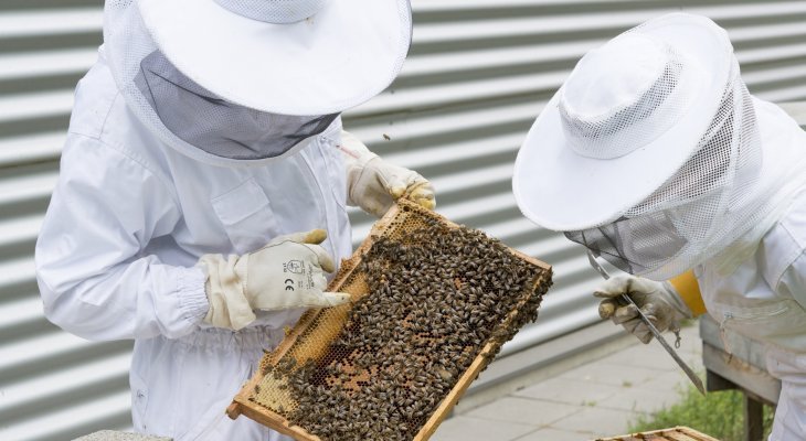 La Région débloque 500 000 € pour les apiculteurs