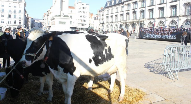 Les producteurs laitiers vent debout contre la Société laitière des volcans d'Auvergne