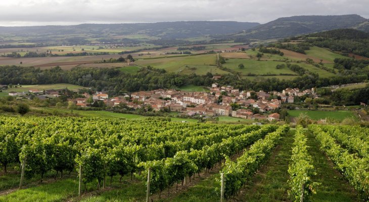 Grâce au boom des vins volcaniques,
l'Auvergne ambitionne d'agrandir son vignoble 