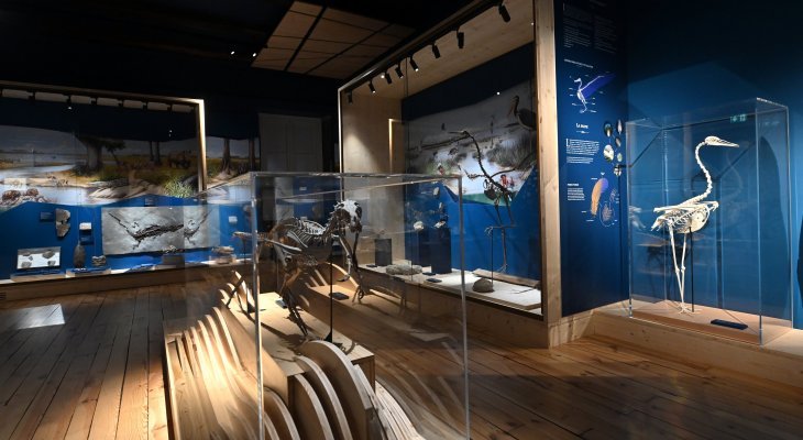 Le muséum Henri-Lecoq fête ses 150 ans avec un nouvel espace paléontologique
