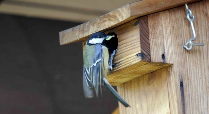 Oiseaux : Chut, ça bouge au nid !