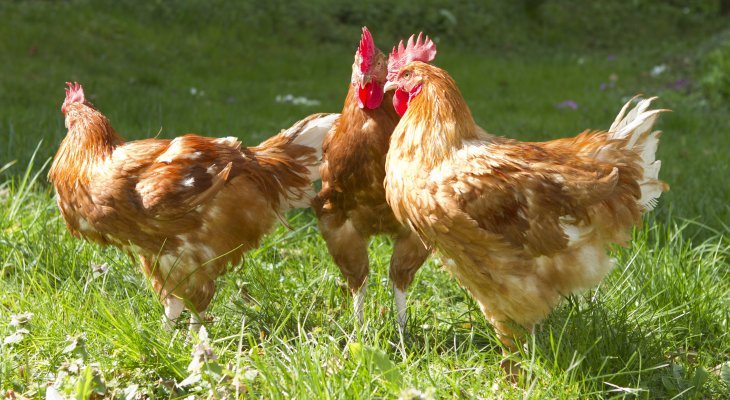 Les Volailles fermières d'Auvergne : de proximité et de qualité