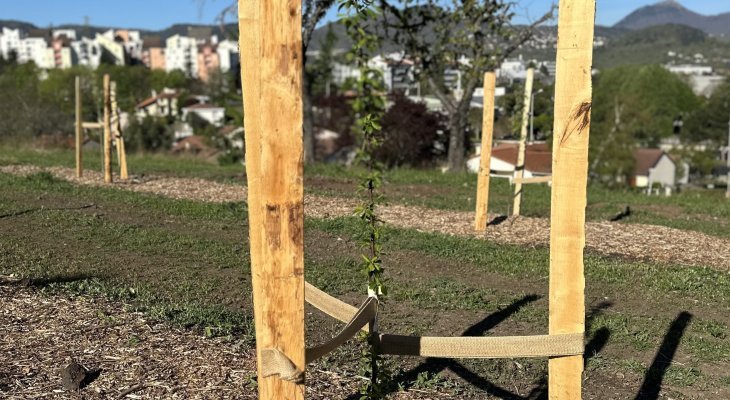 À Beaumont, les arbres poussent comme des champignons