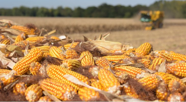 Limagrain recrute 600 saisonniers pour ses récoltes d'automne