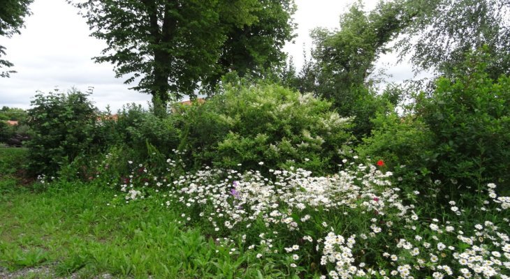 Défi biodiversité avec la LPO : en octobre, je taille ma haie au bon moment