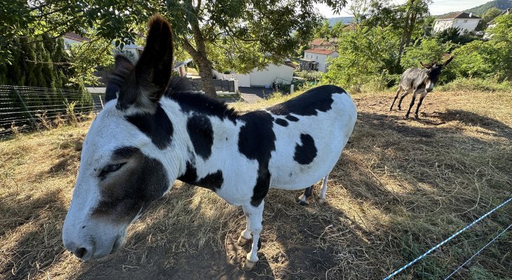 L'éco-pâturage prend racine à Beaumont