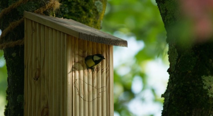 Défi biodiversité de novembre : je fabrique un nichoir pour les oiseaux