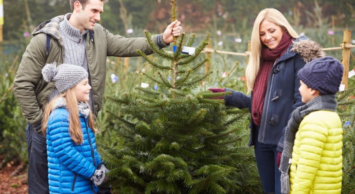 À chacun son sapin de Noël