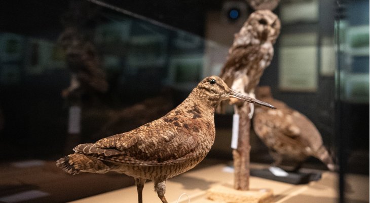 Exposition De Sève et d'Écorce, éloge des vieilles forêts jusqu'au 5 octobre