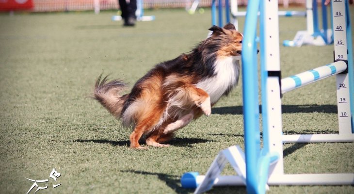 Volcanic Agility Cup 2025 : une Édition « Pink » au Coeur des Volcans du 2 au 4 mai