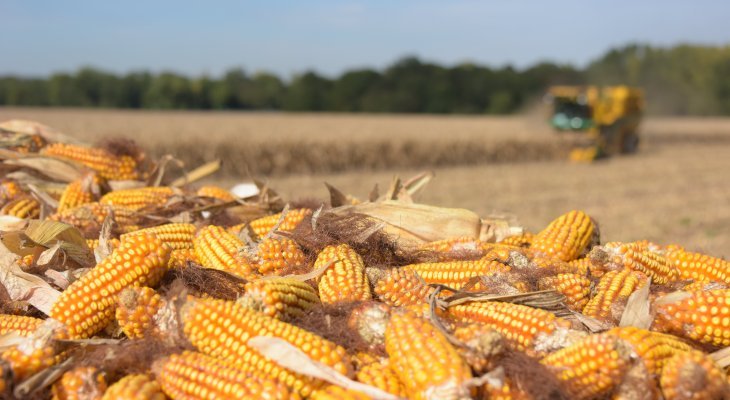 Limagrain recrute plus de 600 saisonniers pour ses récoltes d'automne !