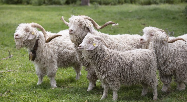 « Chèvres, brebis, les laines dans tous les états » à La Tour-d'Auvergne le 16 avril