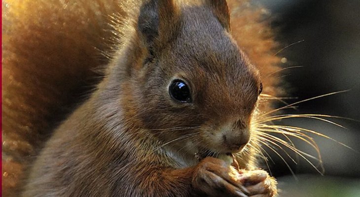 La Caisse d'Epargne lance son appel à projets pour la biodiversité