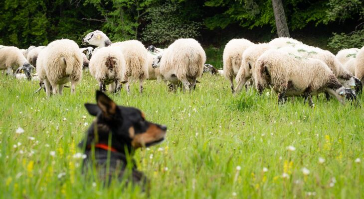 La Chaîne des Puys célèbre l'année internationale du pastoralisme