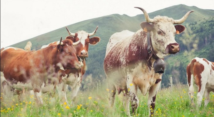 La Ferrandaise, race à l'honneur du Salon International de l'Agriculture 2027