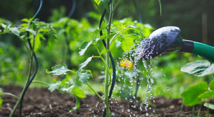 Comment recycler l'eau de cuisson des légumes ?