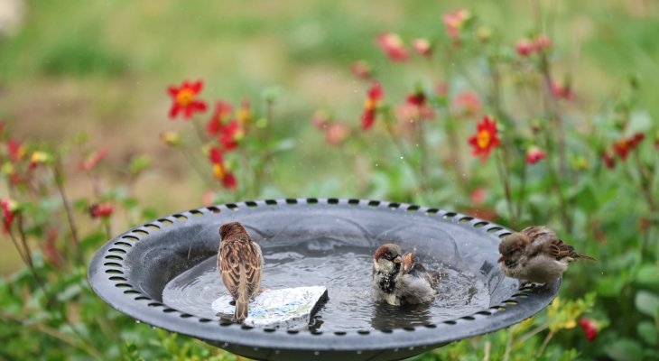 Aidez la faune sauvage au jardin grâce aux bons accessoires