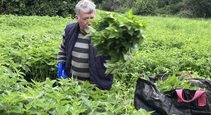 Denis Chaud, cueilleur passionné et passionnant