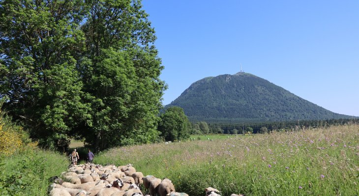 Une transhumance du troupeau mobile de la Chaîne des puys aura lieu le samedi 1er août au puy des Gouttes