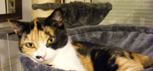 Chats des rues 63 : 800 chats recueillis en 4 ans