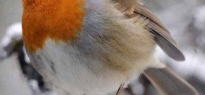 La LPO fête la nature