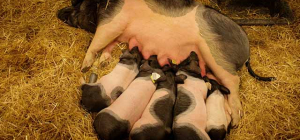 Du soutien pour les producteurs locaux