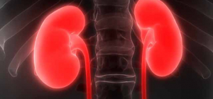 Des dépistages de la maladie rénale