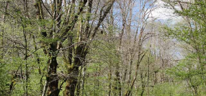 Aidez à protéger la forêt auvergnate