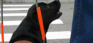 Devenez famille d’accueil pour chiens guides
