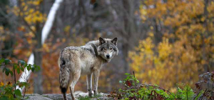 Pour anticiper le retour du loup