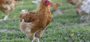 Les Volailles d’Auvergne en forme