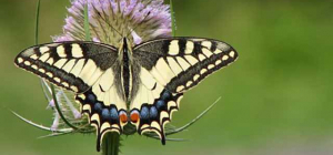 Partez à la découverte des papillons