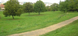 L’arbre sous toutes ses formes