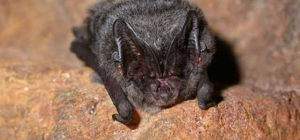 Les barbastelles sortent de l’ombre